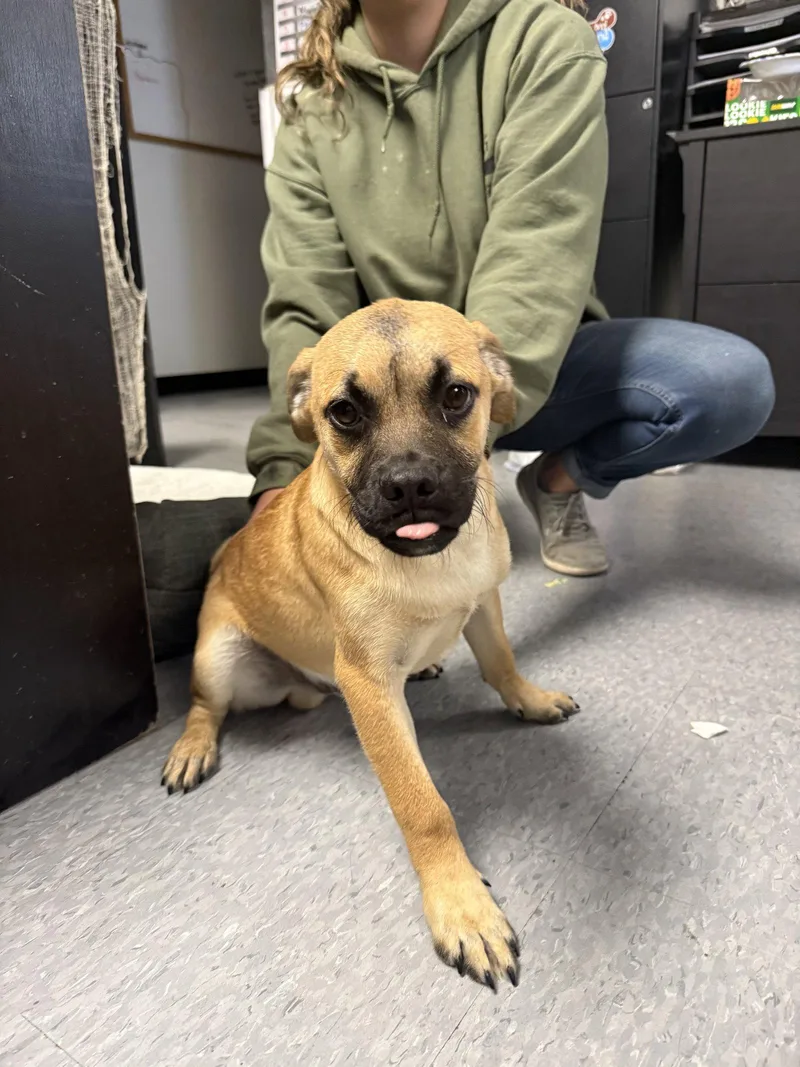 A young medium-sized male Pug dog named M&m for adoption in Las Vegas, NM