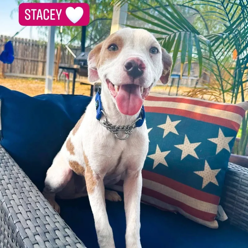Stacey