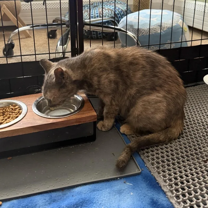 A young small-sized female Tortoiseshell Domestic Short Hair cat named Uly for adoption in Bensalem, PA