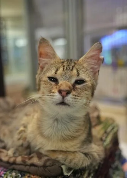 A young medium-sized female Domestic Short Hair cat named Edamame for adoption in Aiken, SC