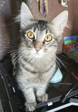 A baby medium-sized female Tabby (Tiger Striped) Maine Coon cat named FluffyJA for adoption in North Highlands, CA