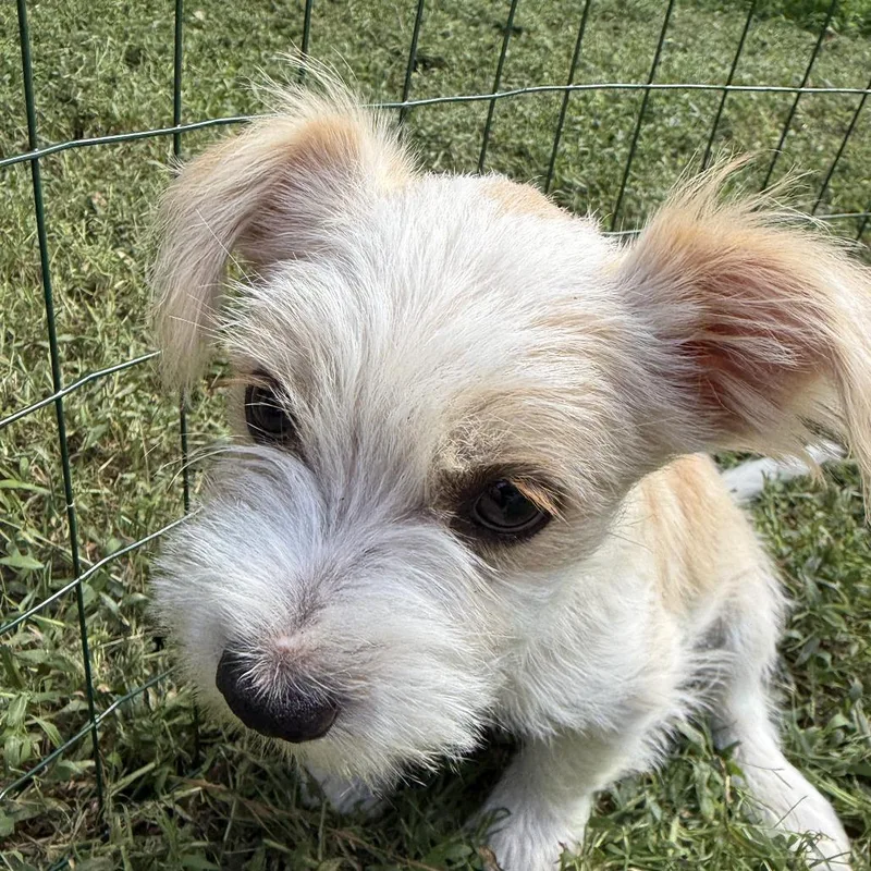 A baby small-sized male Terrier dog named Chungus for adoption in Raleigh, NC