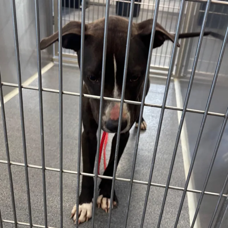 A young medium-sized female Black Terrier dog named Cupcake for adoption in Montgomery, AL