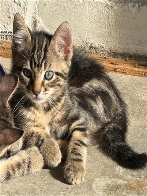 A baby small-sized male Domestic Short Hair cat named Ned for adoption in Sacramento, CA