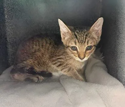 Kit