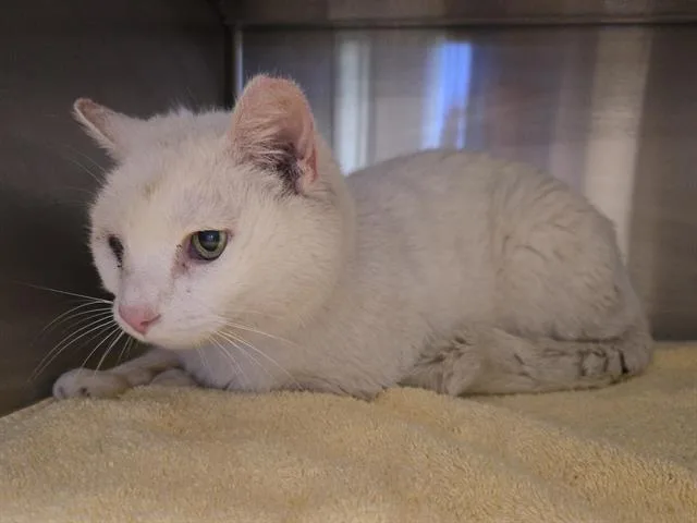 A senior large-sized male Domestic Short Hair cat named Exley for adoption in Auburn, CA