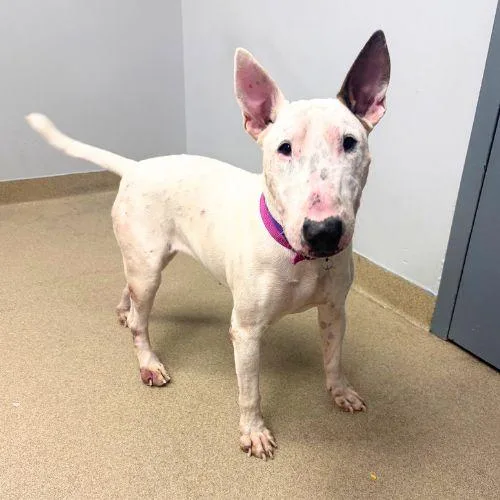 A young medium-sized female Bull Terrier dog named Frankie for adoption in Aurora, CO
