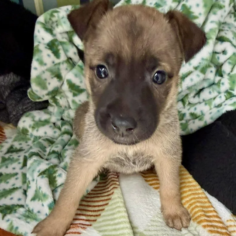 Beatrice thumbnail 2