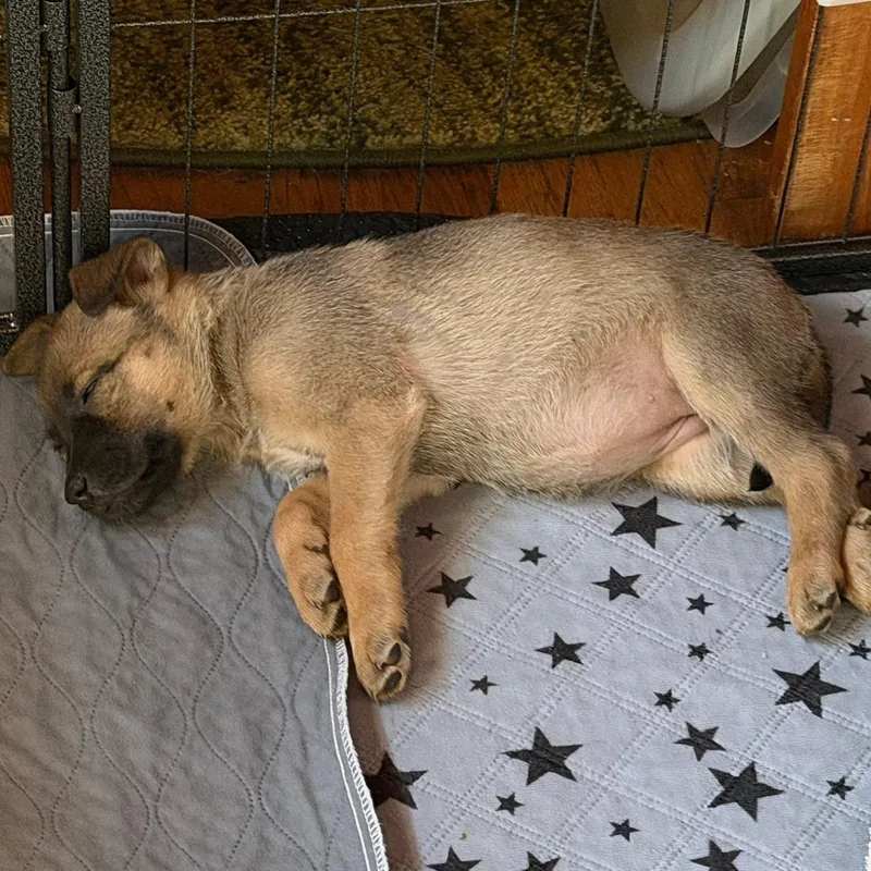 Beatrice thumbnail 3