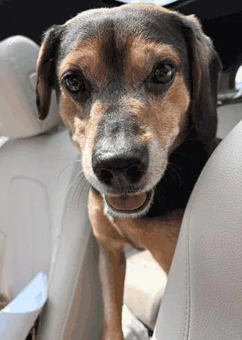 An adult medium-sized male Black Beagle dog named Chubbs for adoption in West Decatur, PA