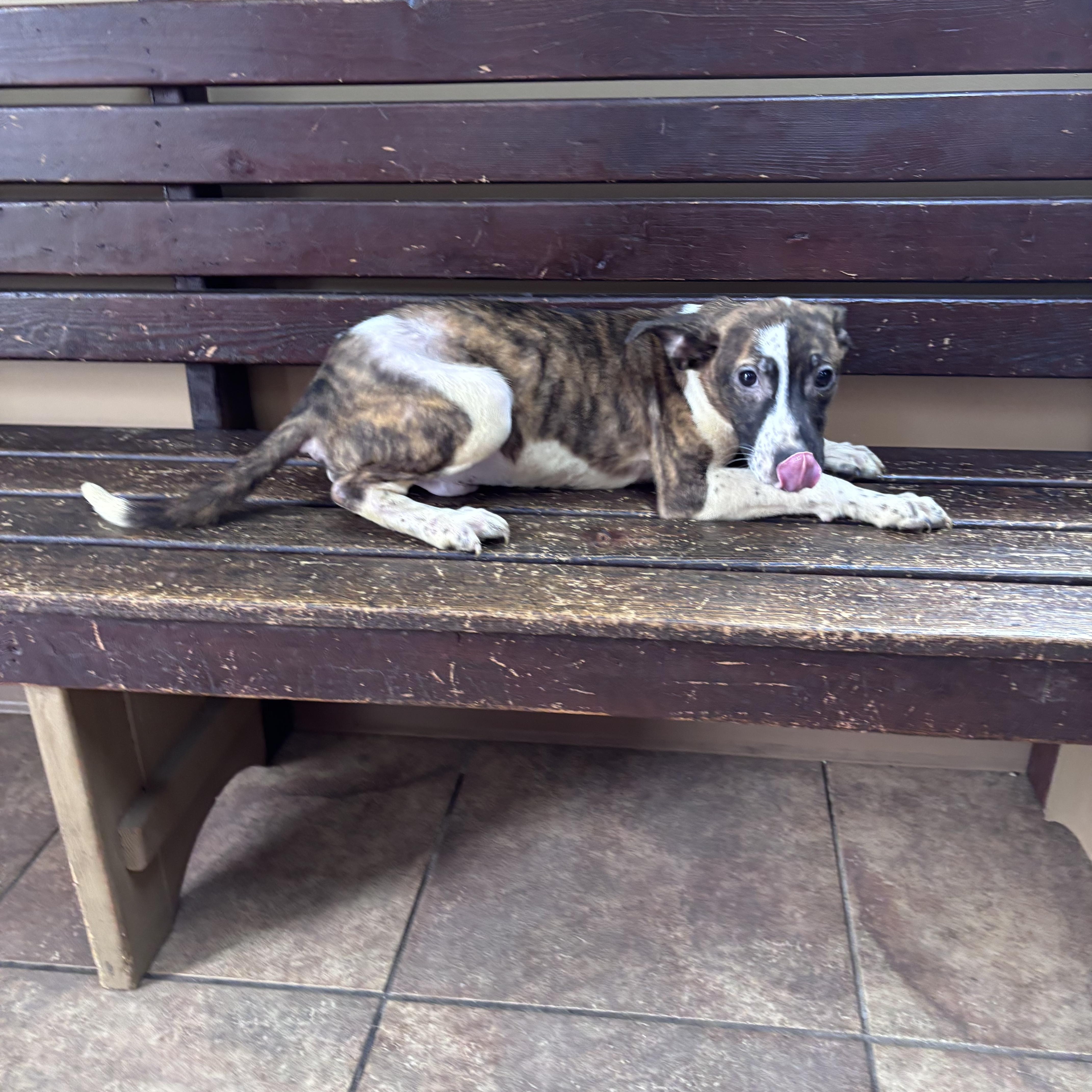 A young medium-sized male Brindle Australian Shepherd dog named Bentley for adoption in Watertown, CT