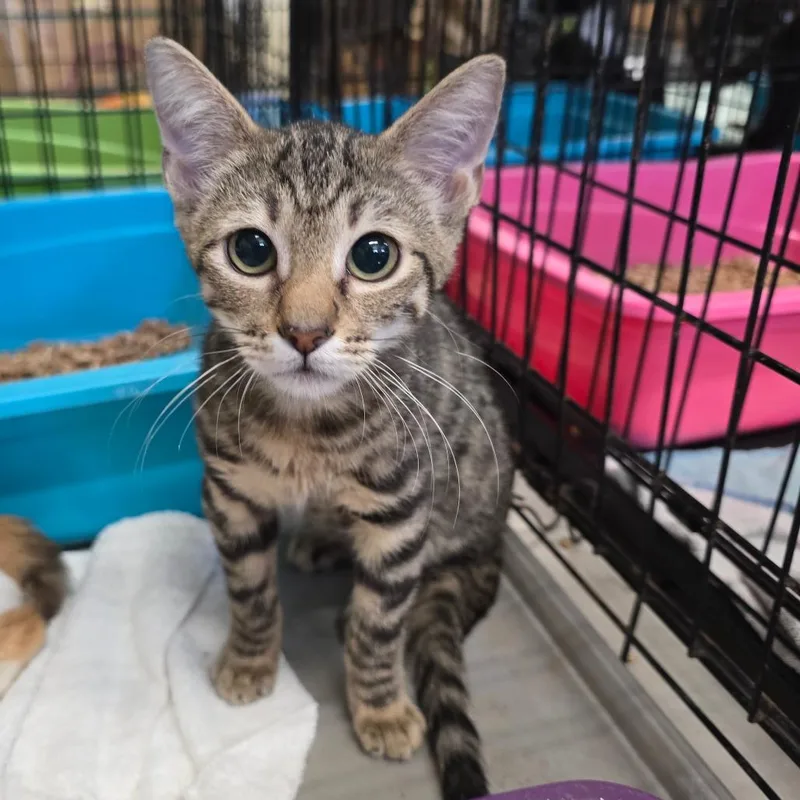 A baby small-sized male Brown / Chocolate Domestic Short Hair cat named Coqui for adoption in Spokane, WA
