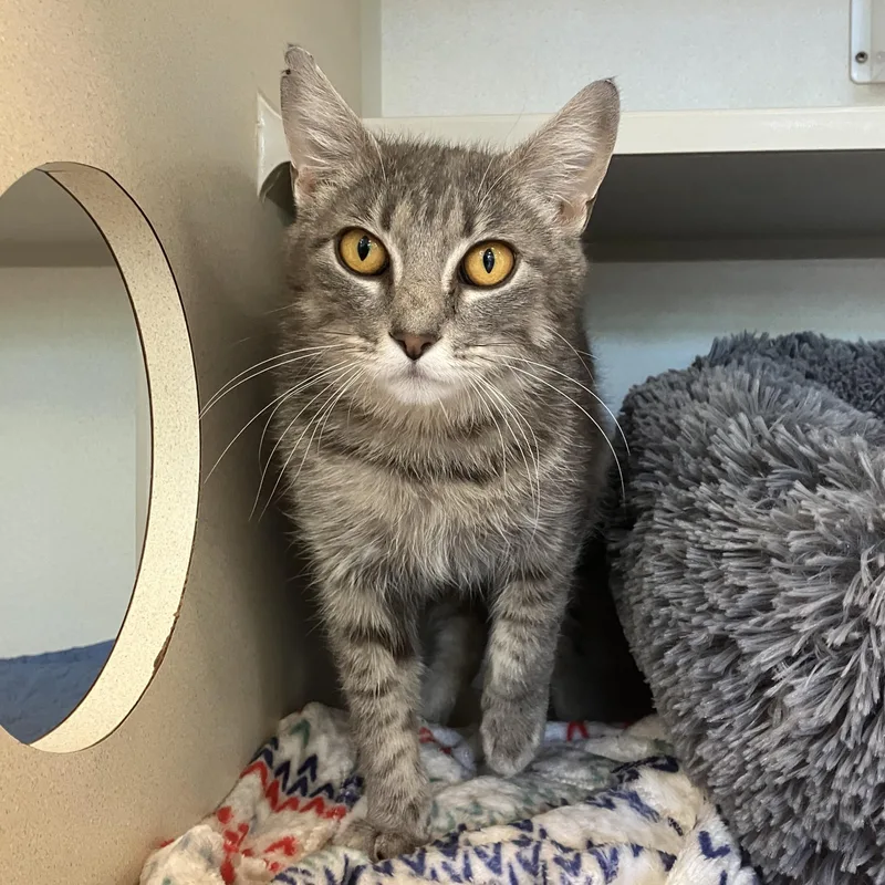 A young medium-sized female Tabby (Gray / Blue / Silver) Domestic Short Hair cat named Porsche for adoption in Eatontown, NJ