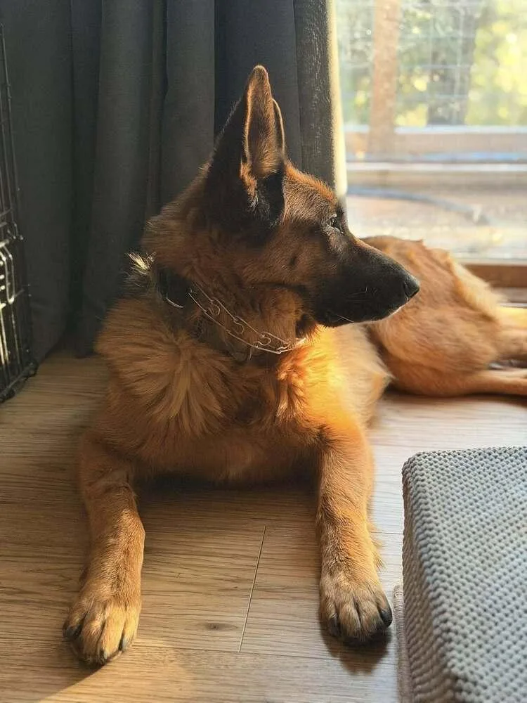 Jaz