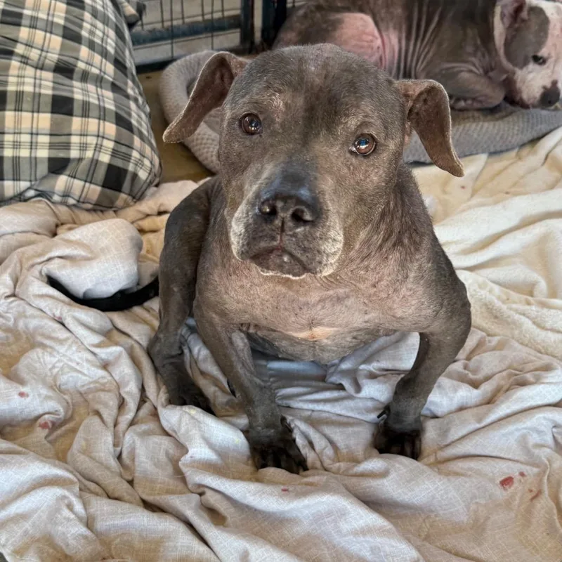 A senior medium-sized female Gray / Blue / Silver Mixed Breed dog named Rylie for adoption in Lake Jackson, TX