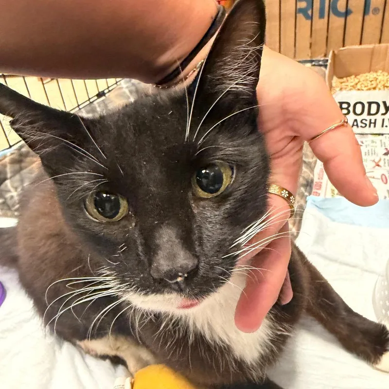 A young small-sized female Black Domestic Short Hair cat named Nyx for adoption in Red House, WV