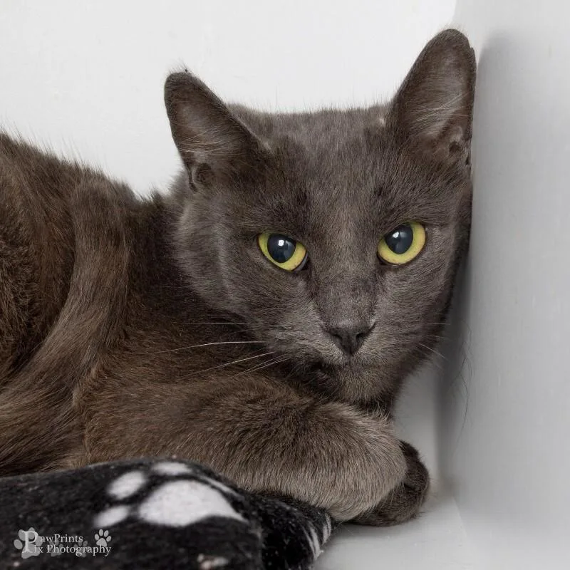An adult medium-sized female Domestic Short Hair cat named Octavia for adoption in Maryville, TN