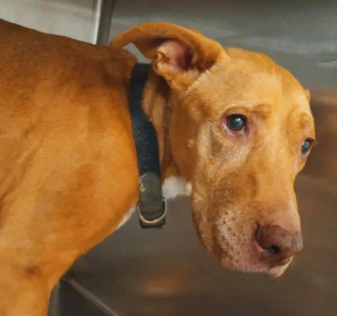 An adult large-sized female Pit Bull Terrier dog named Bertha for adoption in Los Angeles, CA