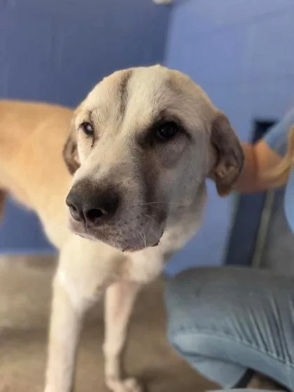 An adult medium-sized female Yellow / Tan / Blond / Fawn Mixed Breed dog named Shiva for adoption in Leitchfield, KY