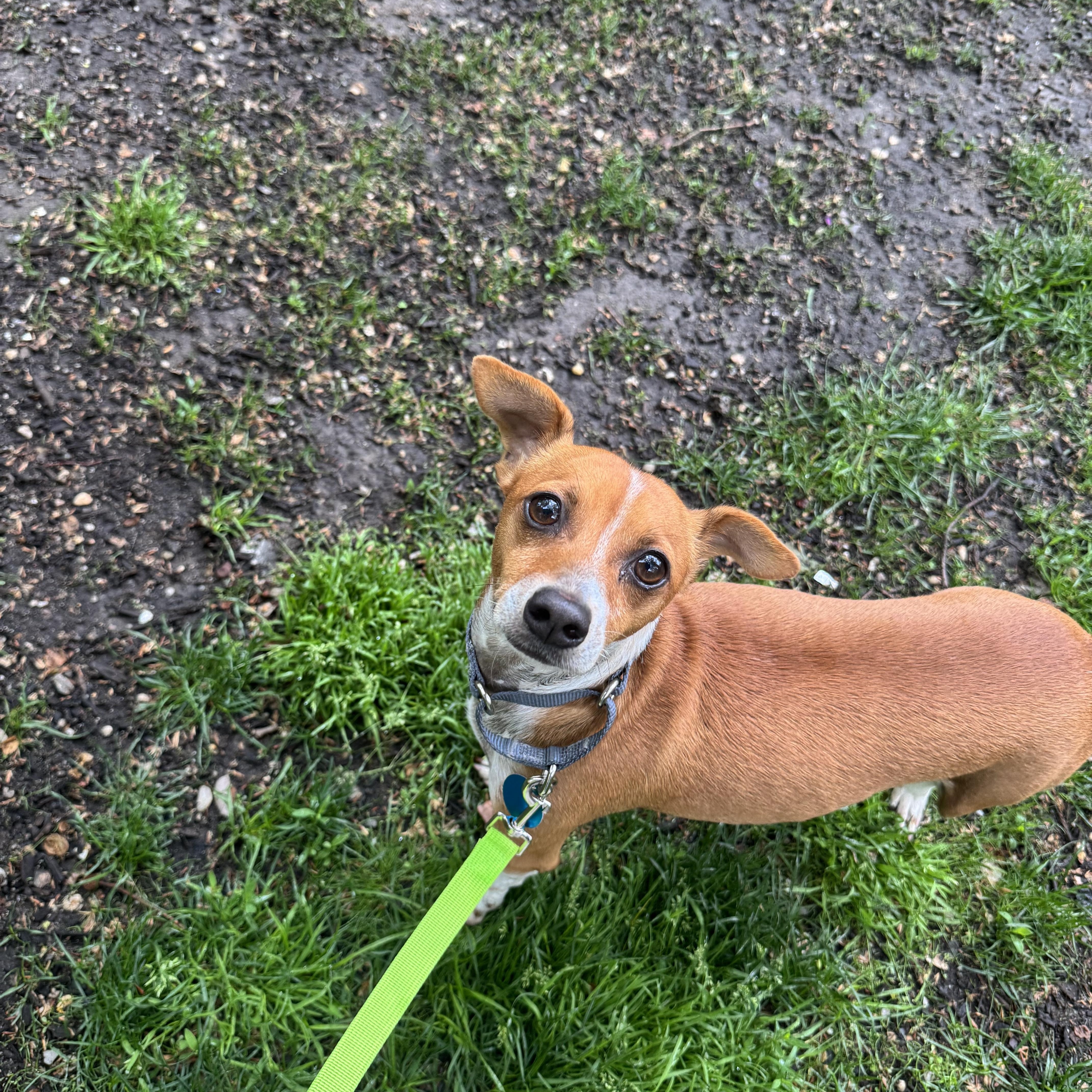An adult small-sized male Brown / Chocolate Chihuahua dog named Doug for adoption in Brooklyn, NY