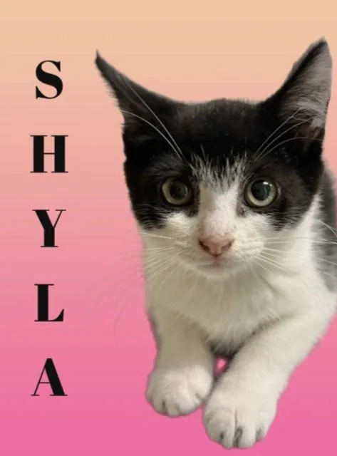 A baby small-sized female Domestic Short Hair cat named Shyla for adoption in Sarasota, FL