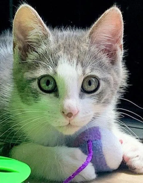 A baby medium-sized male Gray & White Domestic Short Hair cat named Chicken for adoption in San Jose, CA