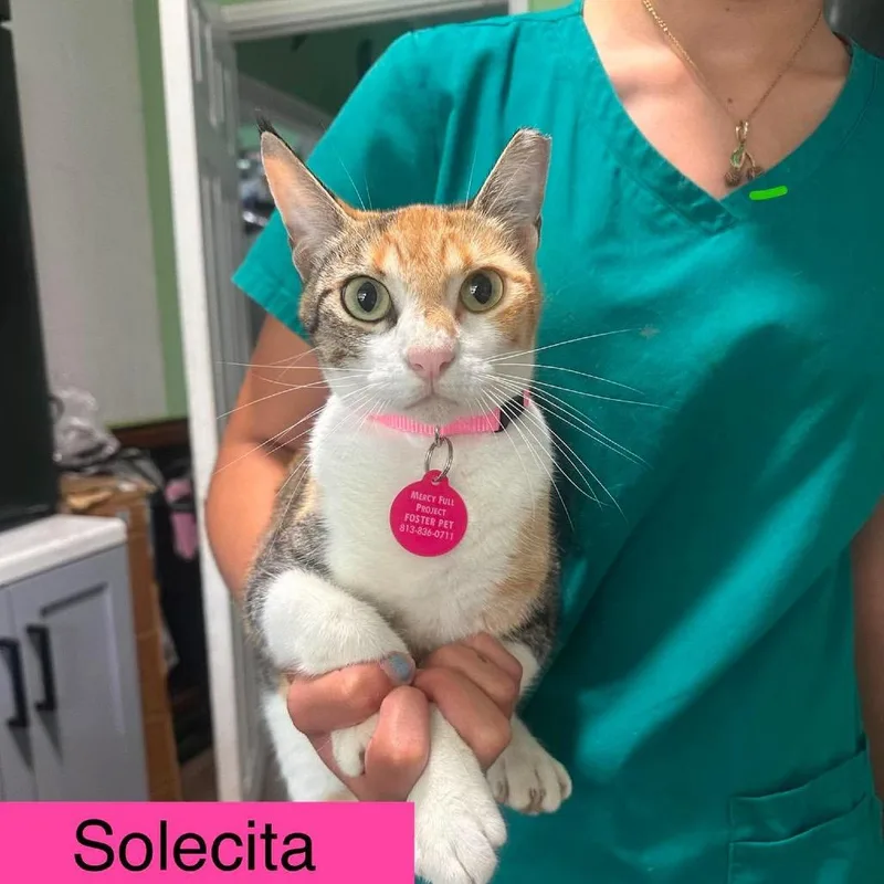 An adult large-sized female Calico Domestic Short Hair cat named Solecita for adoption in Tampa, FL