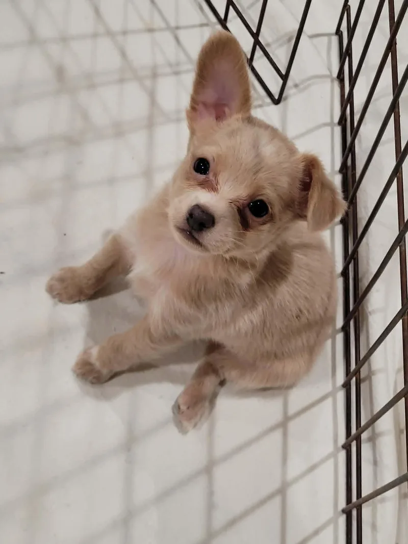 Dewey thumbnail 2