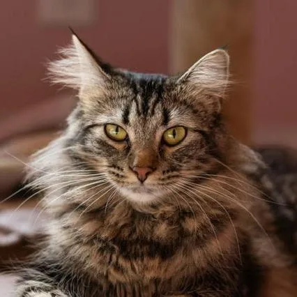 A young medium-sized female Brown / Chocolate Domestic Medium Hair cat named Maxine C for adoption in Princeton, MN