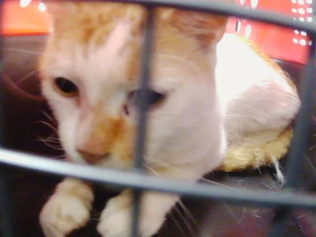 An adult medium-sized male Domestic Short Hair cat named Jordan for adoption in Charlotte, NC