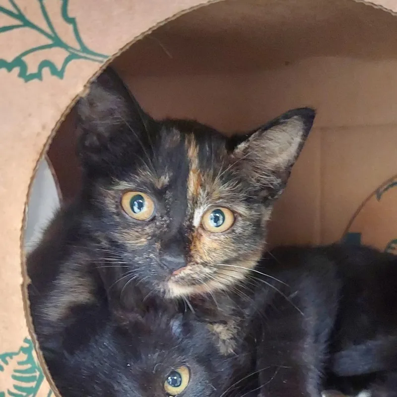 A baby small-sized female Black Domestic Short Hair cat named Hex for adoption in Ashtabula, OH