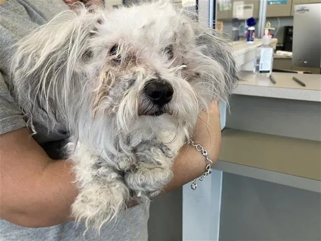 An adult small-sized male Poodle dog named Freddy for adoption in San Antonio, TX