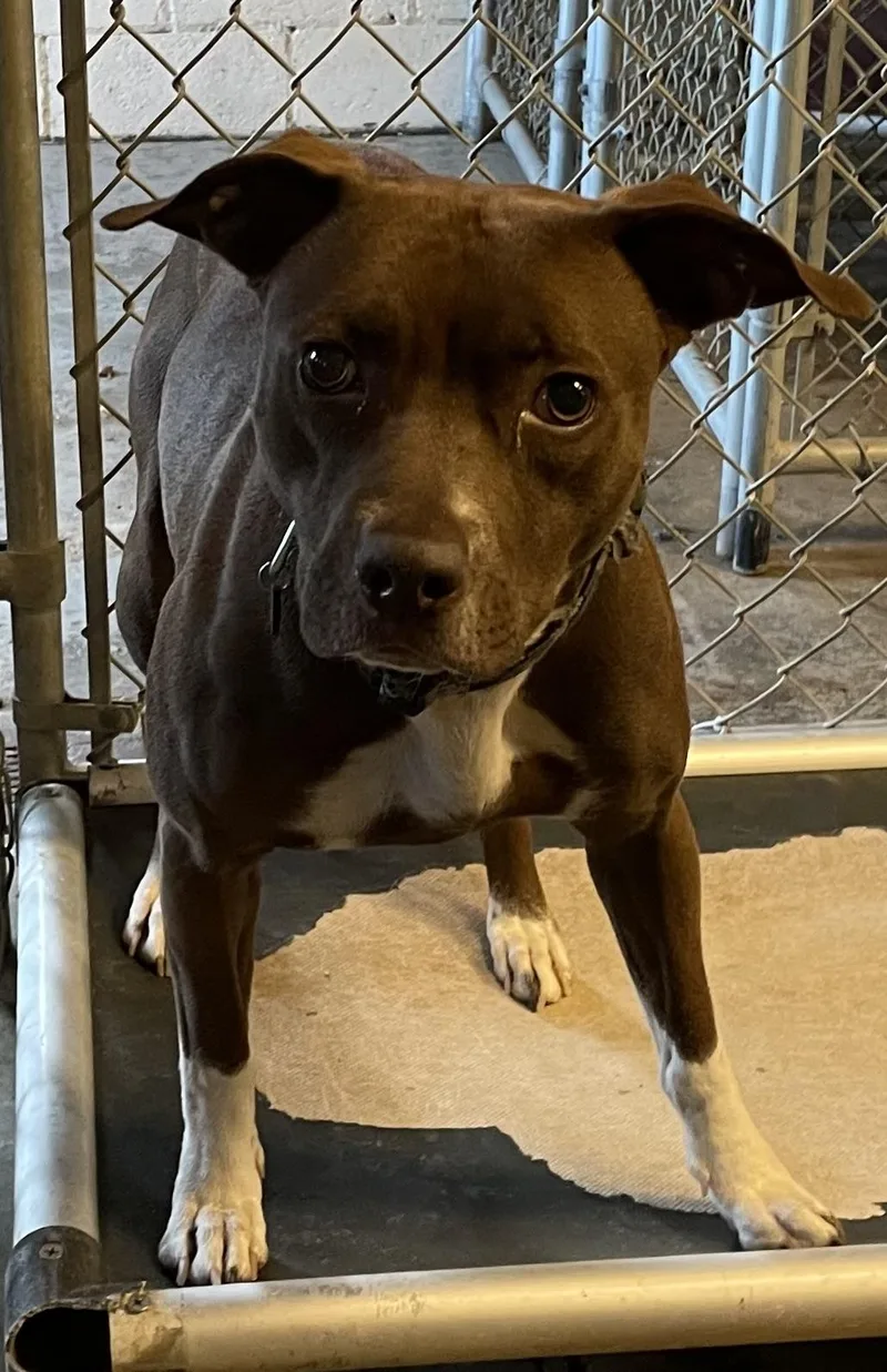An adult medium-sized female Brown / Chocolate Pit Bull Terrier dog named Tasha Hold for adoption in Canton, OH