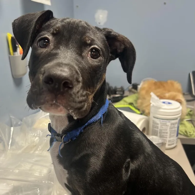 A baby small-sized female Black Pit Bull Terrier dog named Hilda for adoption in St Joseph, MO