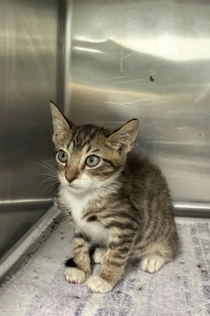 A baby medium-sized male Domestic Short Hair cat named Saffron for adoption in Picayune, MS