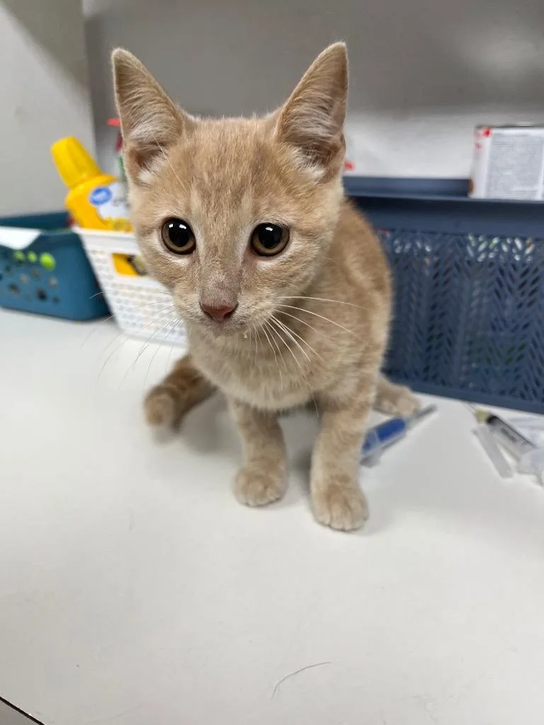 A baby medium-sized male Domestic Short Hair cat named Binx for adoption in Troy, OH
