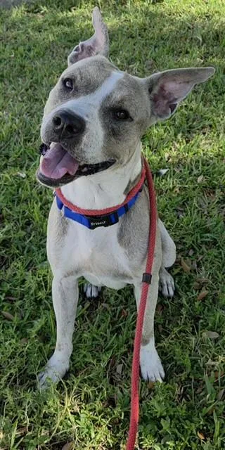 An adult large-sized male American Staffordshire Terrier dog named Gregory for adoption in Fort Lauderdale, FL