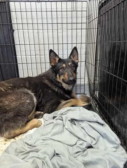 An adult large-sized male Mixed Breed dog named Roscoe for adoption in Sevierville, TN