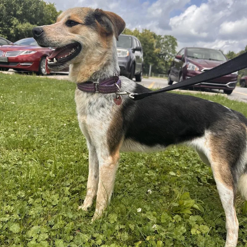 Daphne