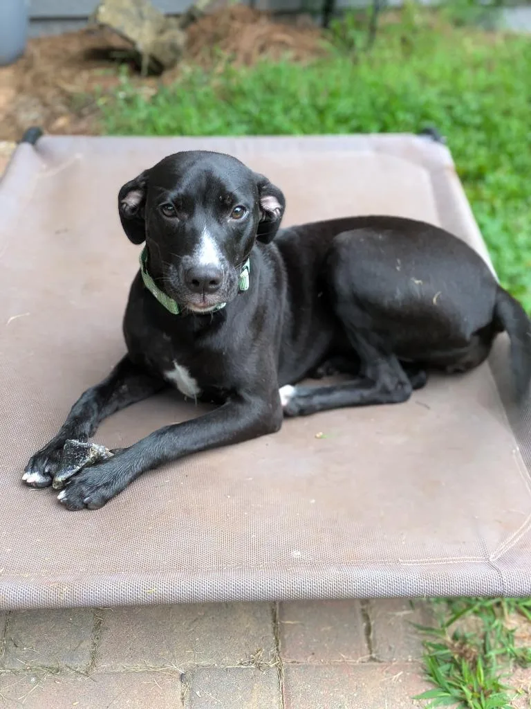 A baby medium-sized female Labrador Retriever dog named Coalie for adoption in Newnan, GA
