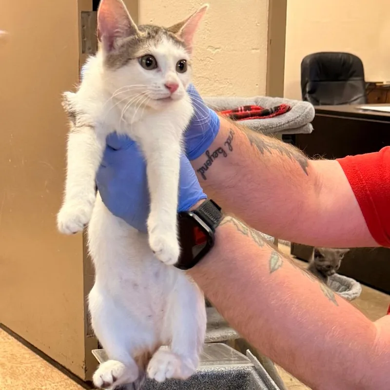 A baby small-sized female Domestic Short Hair cat named Confetti for adoption in Birmingham, AL