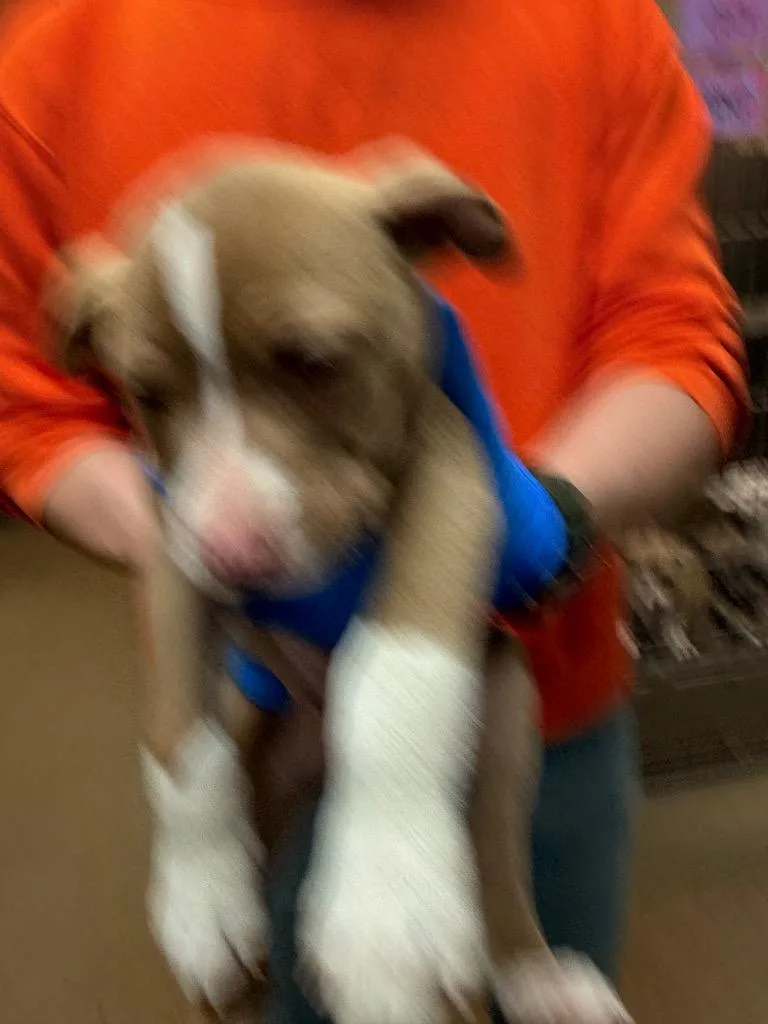 A young medium-sized male Mixed Breed dog named Harry for adoption in Rome, GA