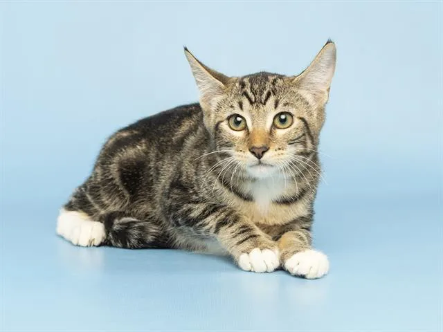 A baby small-sized female Domestic Short Hair cat named Rose for adoption in Phoenix, AZ