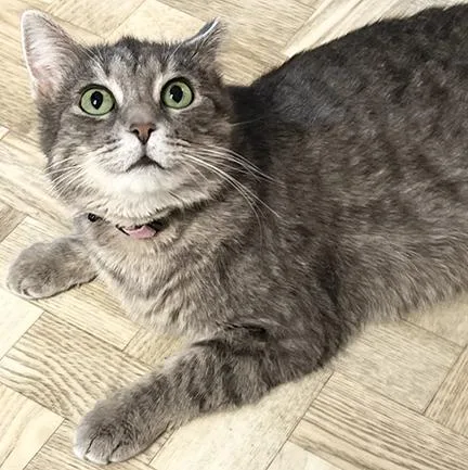 An adult medium-sized female Tabby (Brown / Chocolate) Domestic Short Hair cat named Trinity for adoption in Mansfield, OH