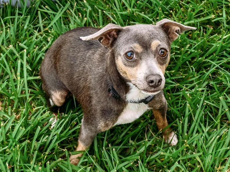 An adult small-sized female Gray / Blue / Silver Chihuahua dog named Frappe for adoption in Myakka City, FL