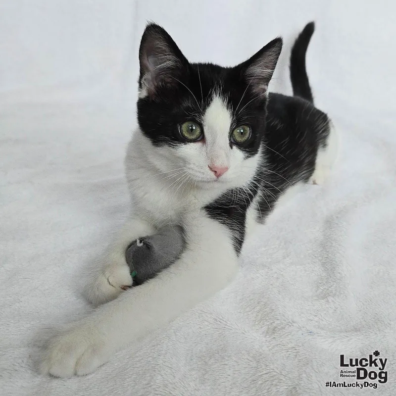 A baby medium-sized female Black & White / Tuxedo Domestic Short Hair cat named Yoshi for adoption in Washington, DC