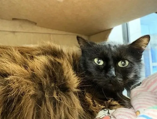 An adult small-sized female Domestic Long Hair cat named Beauty for adoption in Saint Louis, MO
