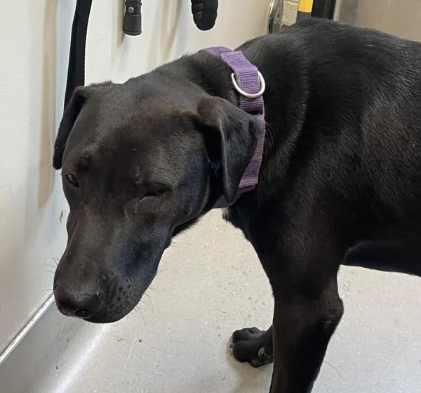 A young medium-sized female Labrador Retriever dog named Grace O'malley for adoption in El Cajon, CA