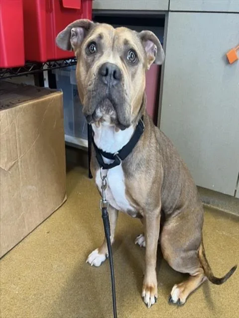 An adult medium-sized female American Staffordshire Terrier dog named Remmy for adoption in San Antonio, TX