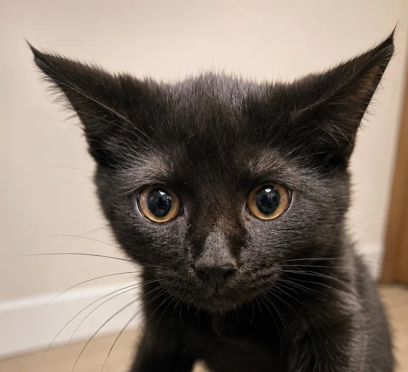 A baby medium-sized male Domestic Short Hair cat named Robbie Rotten for adoption in Wintersville, OH